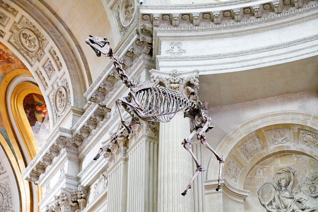 France. Paris. 7th district. Hotel invalid. Army museum. Napoleon's tomb. Skeleton of Napoleon's favorite horse.