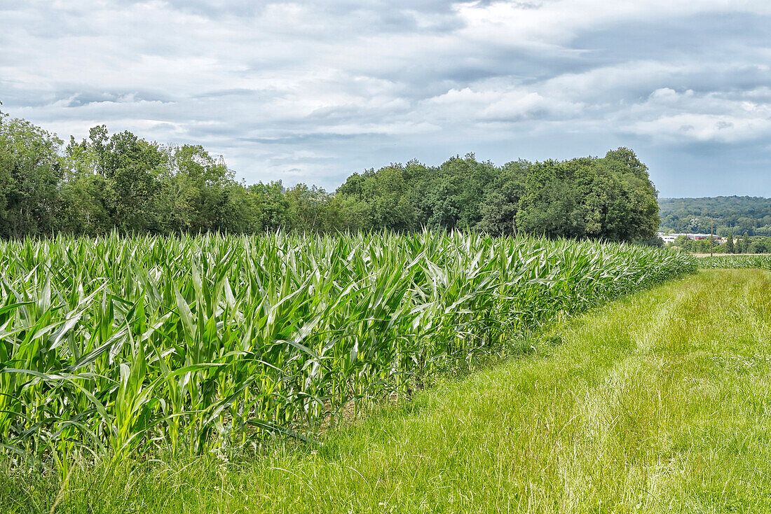 Frankreich. Seine und Marne. Region Coulommiers. Sommerzeit. Maisfeld.