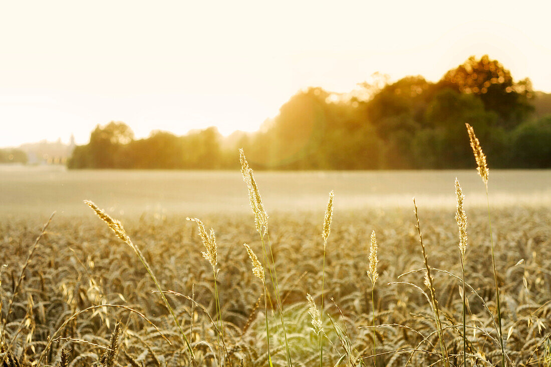 Frankreich. Seine und Marne. Region Coulommiers. Hochsommer. Weizenfeld bei Sonnenuntergang.