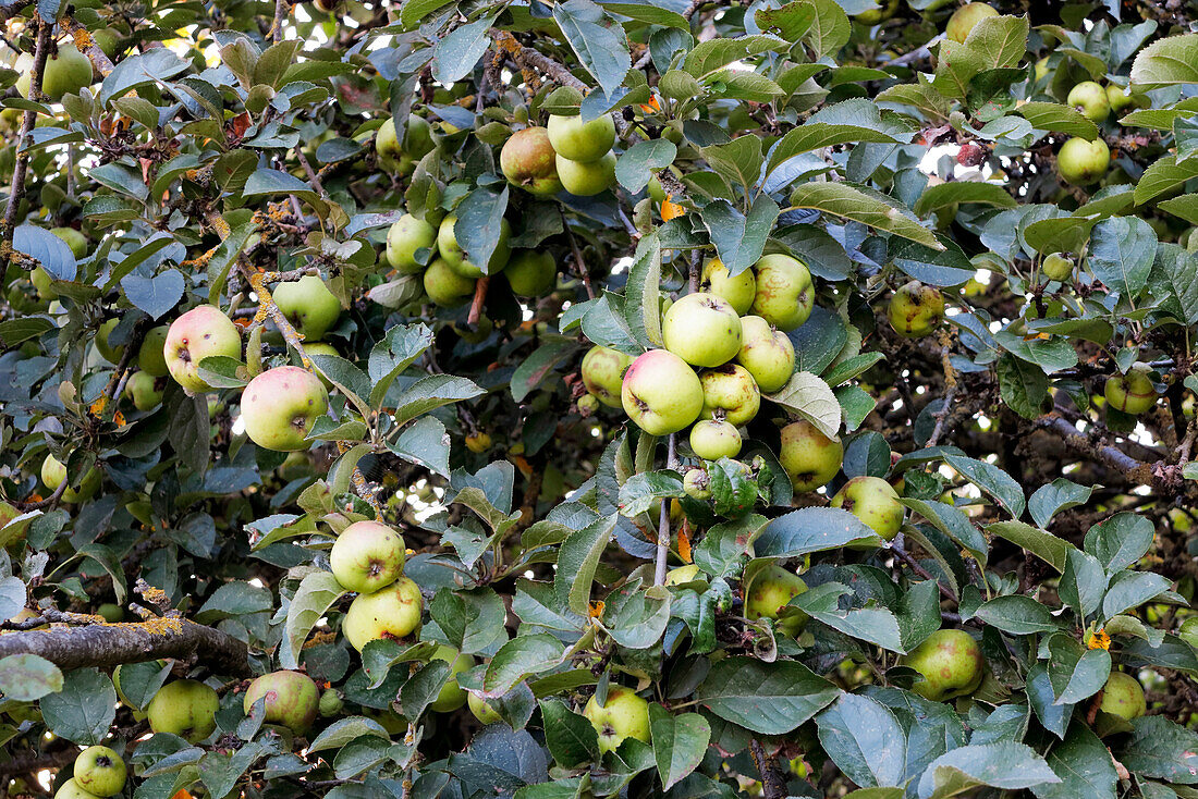 Frankreich. Seine und Marne. Region Coulommiers. Sommerzeit. Wilder Apfelbaum. Nahaufnahme von Äpfeln.