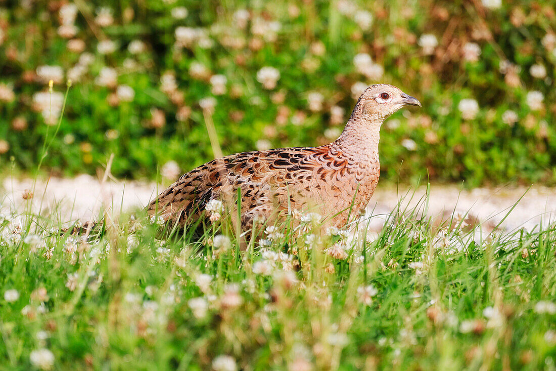 Frankreich. Seine und Marne. Region Coulommiers. Sommerzeit. Nahaufnahme eines weiblichen Ringhalsfasans (Phasianus colchicus) bei der Nahrungssuche.