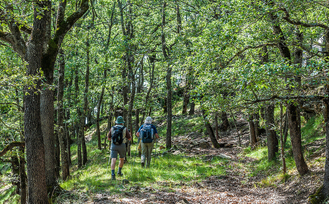 Spain,autonomous community of Aragon,Sierra y Cañones de Guara natural park,plateau of the Mascun Canyon,hikers on the way to the abandonned village of Otin