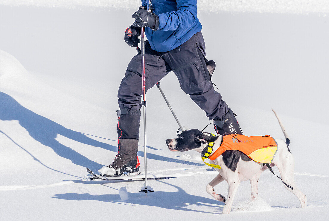 Norwegen,Stadt Tromso,Skifahrer und sein Hund, ausgerüstet mit einem GPS-System