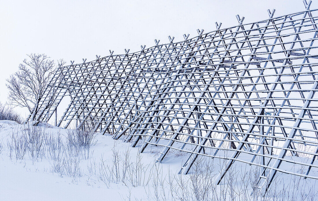 Norway,city of Tromso,cod drying racks under the snow