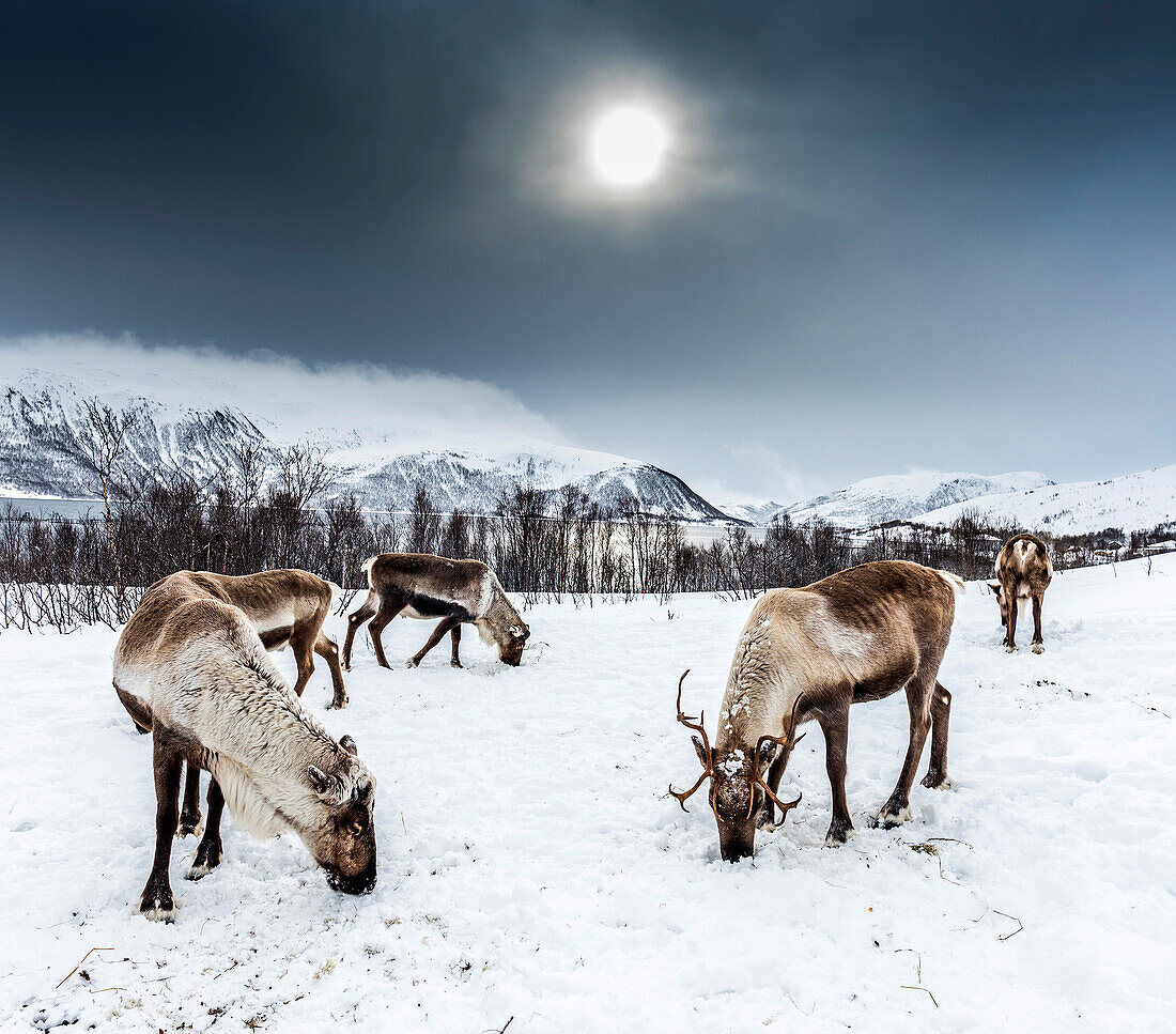 Norway,city of Tomso,young wild reindeer in the snow