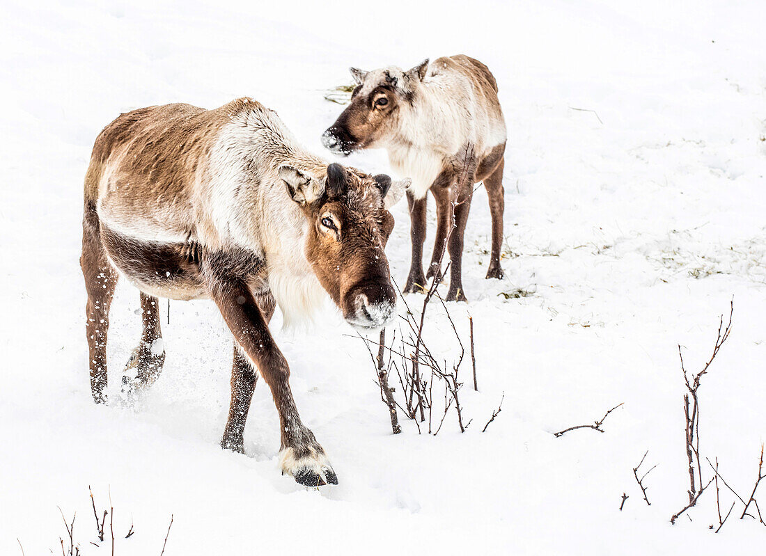 Norwegen,Stadt Tromso,junges Rentier ohne Geweih,im Schnee