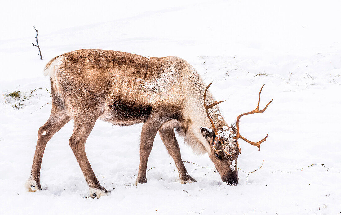 Norway,city of Tromso,young wild reindeer in the snow