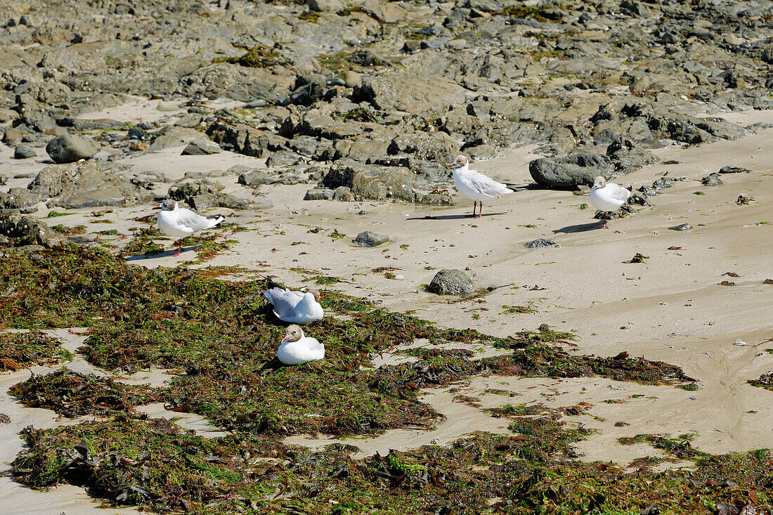 France. Normandy. Department of Manche. Granville during the summer. View from the coast and part of the beach. Seagulls resting on rocks and seaweed.