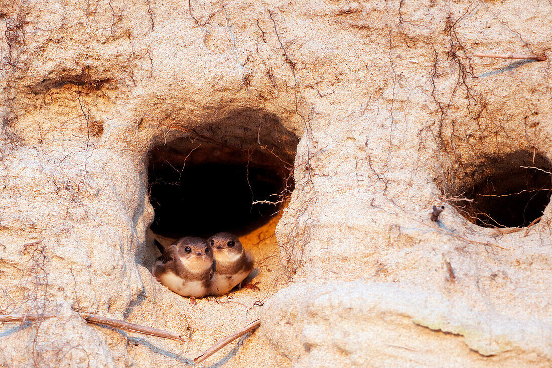 France. Normandy. Department of Manche. Pointe de Montmartin sur Mer. Swallows in the dunes during the summer at sunset.