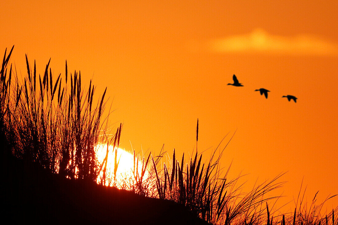 France. Normandy. Manche. Pointe de Montmartin sur Mer. Sunset from the dunes in July. In the background a flight of wild geese.