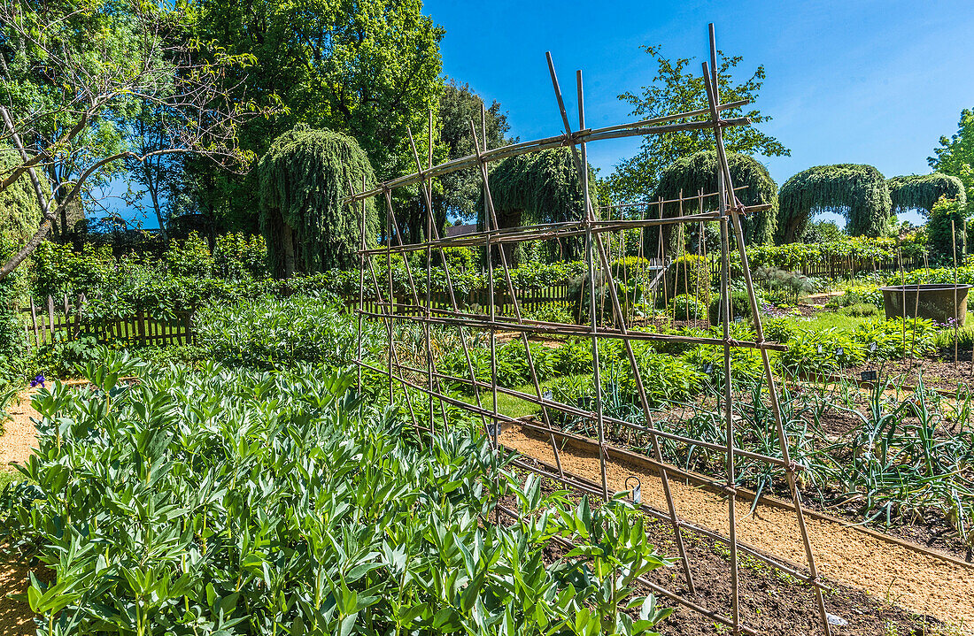 France,Perigord Noir,Dordogne,Jardins du Manoir d'Eyrignac (Historical Monument),vegetable garden