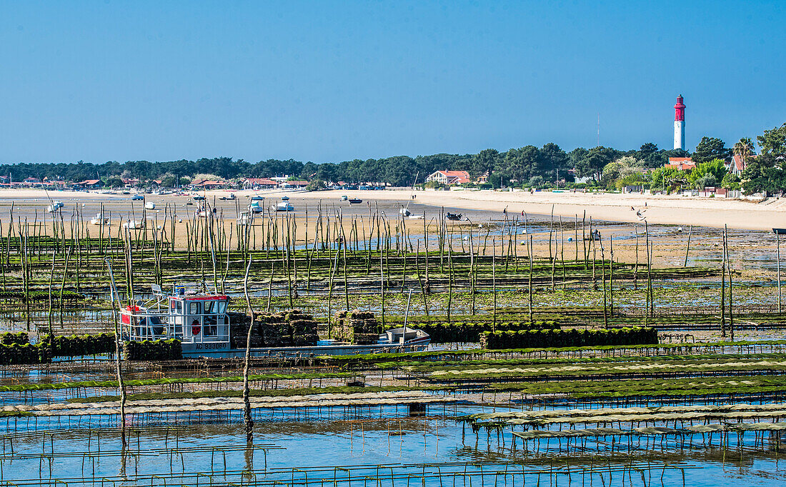 France,New Aquitaine,Arcachon Bay,Cap Ferret,people working in the oyster parks at low tide