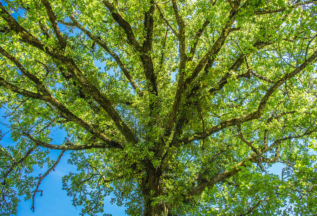 France,Perigord,Dordogne,oak (sessile)