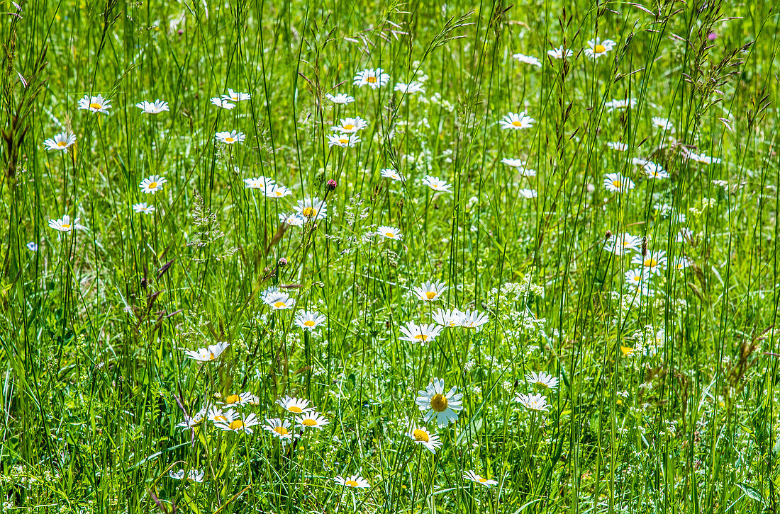 France,Perigord,Dordogne,dog daisies (Chrysanthemum leucanthemum) in a flowered meadow in spring