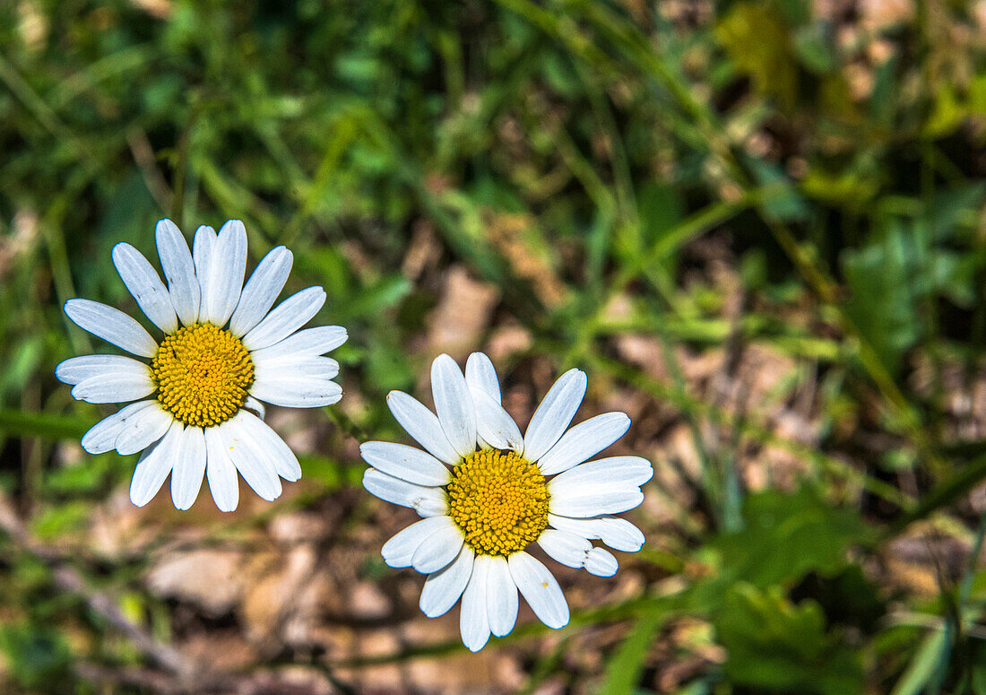 France,Perigord,Dordogne,two flowers of dog daisy (Chrysanthemum leucanthemum) in a flowered meadow in spring