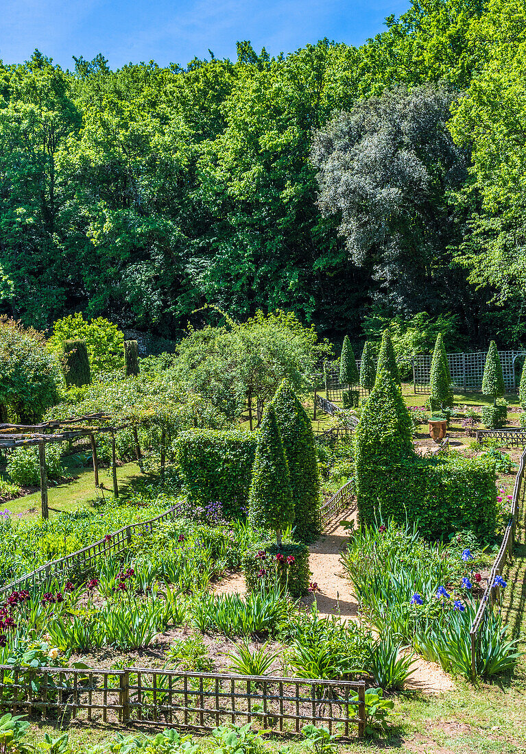 France,Perigord,Dordogne,Cadiot gardens in Carlux (Remarkable Garden certification label),iris in bloom and cut yews