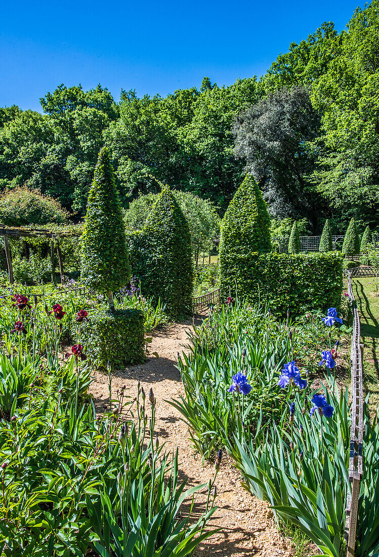 Frankreich,Perigord,Dordogne,Cadiot-Gärten in Carlux (Gütesiegel „Bemerkenswerter Garten“),blühende Iris und geschnittene Eiben