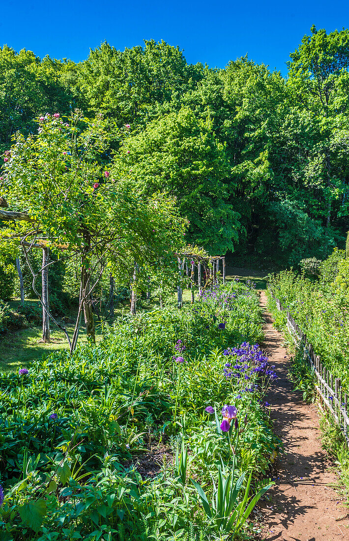 France,Perigord,Dordogne,Cadiot gardens in Carlux (Remarkable Garden certification label),Iris,Aquilegia and climbing roses