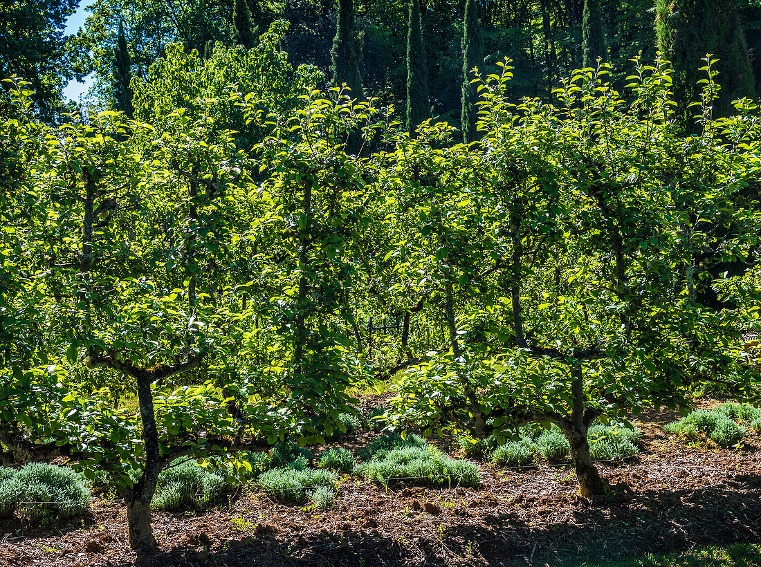 Frankreich,Perigord,Dordogne,Cadiot Gardens in Carlux (Gütesiegel „Bemerkenswerter Garten“),Obstbäume im Spalier