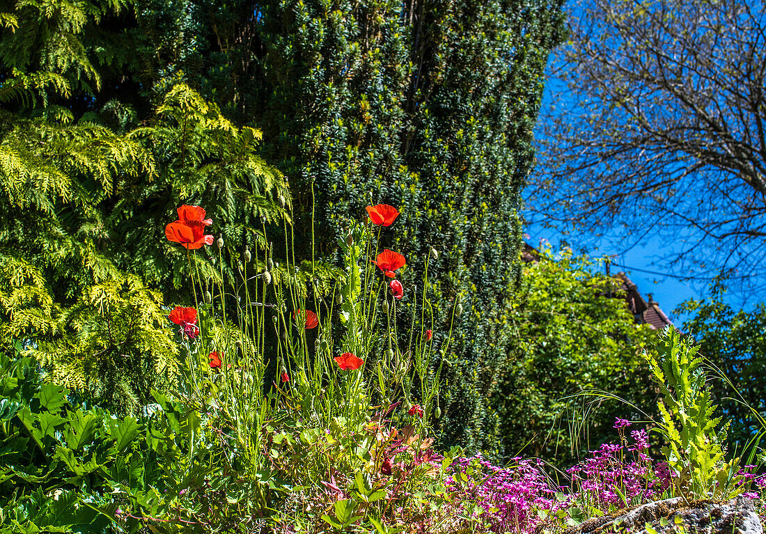 France,Perigord,Dordogne,Cadiot gardens in Carlux ( Remarkable Garden certification label),Poppies (Papaver rhoeas)