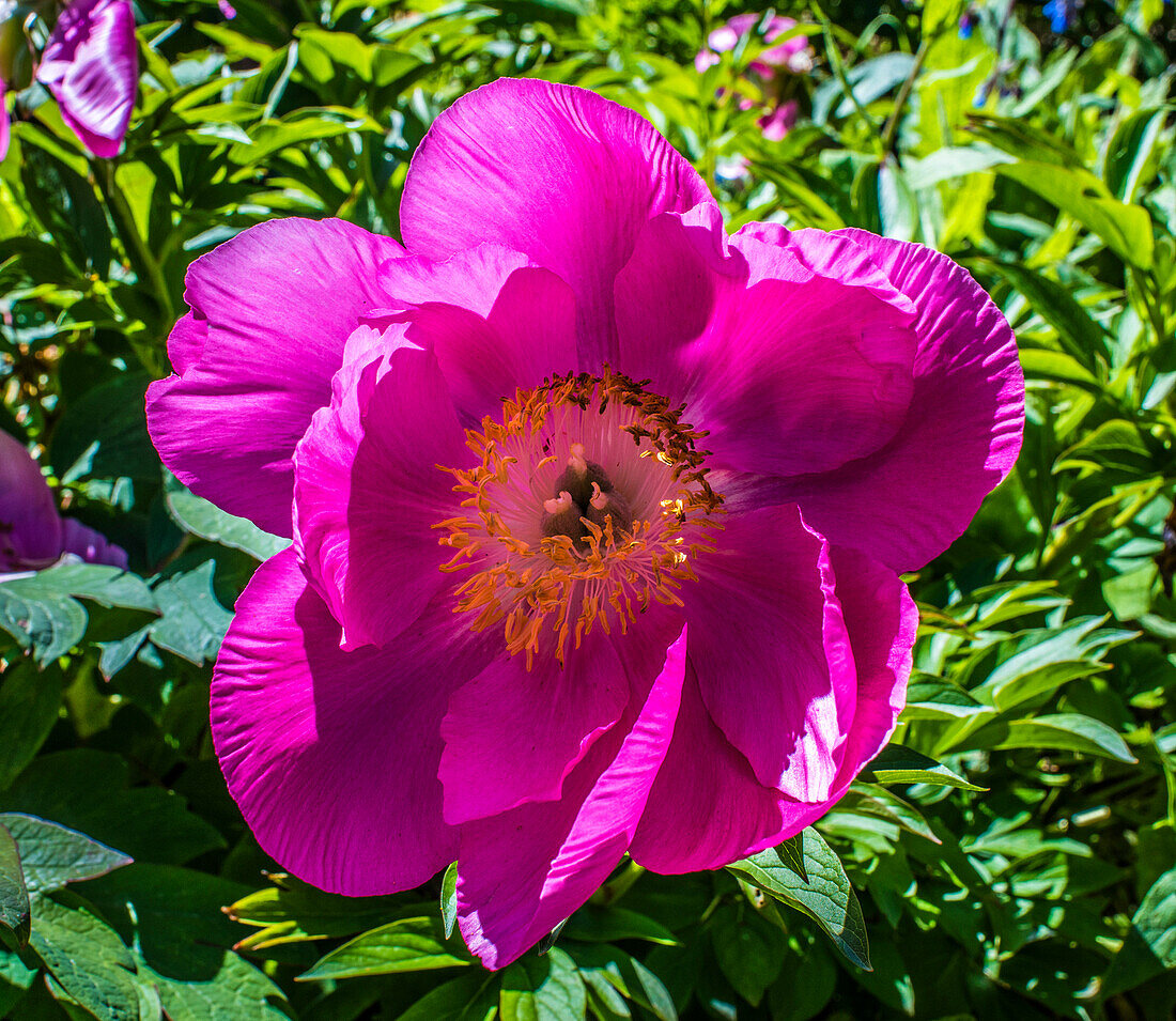 France,Perigord,Dordogne,Cadiot gardens in Carlux ( Remarkable Garden certification label),purple peony flower (Paeonia)