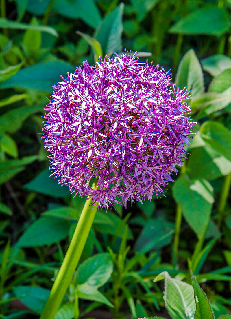 France,Perigord,Dordogne,Cadiot gardens in Carlux ( Remarkable Garden certification label),mauve flower of ornamental garlic (Allium hollandicum)