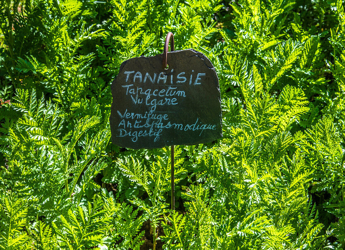 Frankreich,Perigord,Dordogne,Cadiot-Gärten in Carlux (Gütesiegel „Bemerkenswerter Garten“),Tansy-Heilpflanze (Tanacetum vulgare) (entwurmend, krampflösend, verdauungsfördernd) (Abwehrmittel im ökologischen Landbau)