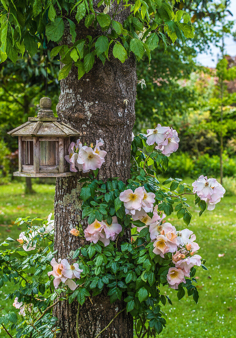 Europa,Frankreich,Garten in Nouvelle Aquitaine,Vogelfutterhaus und weiße Kletterrose von Sally Holmes