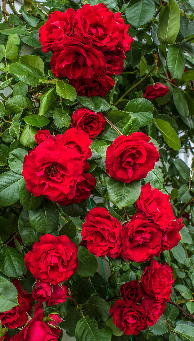 Europa,Frankreich,Garten in Nouvelle Aquitaine,rote Kletterrose