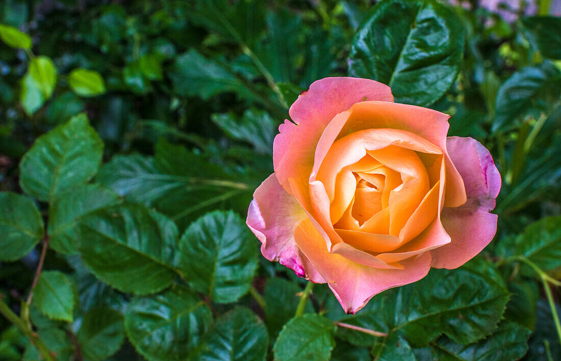 Europe,France,garden in Nouvelle Aquitaine,pink-yellow rose bush