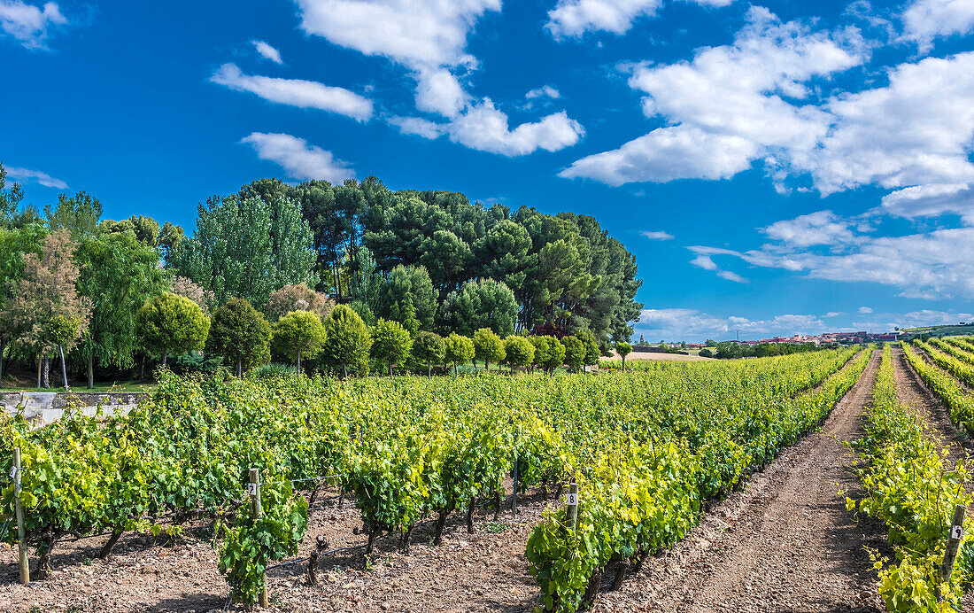 Spain,Rioja,vineyard at San Asensio