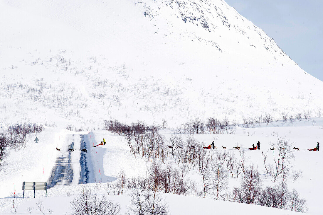 Norway,City of Tromso,sled dogs crossing a road