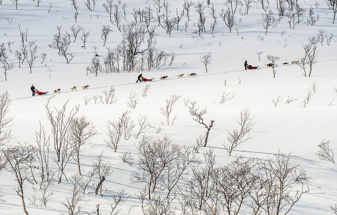 Norway,City of Tromso,sled dogs