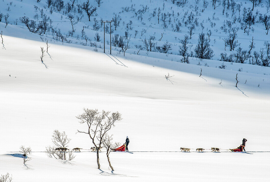 Norwegen,Stadt Tromso,Schlittenhunde