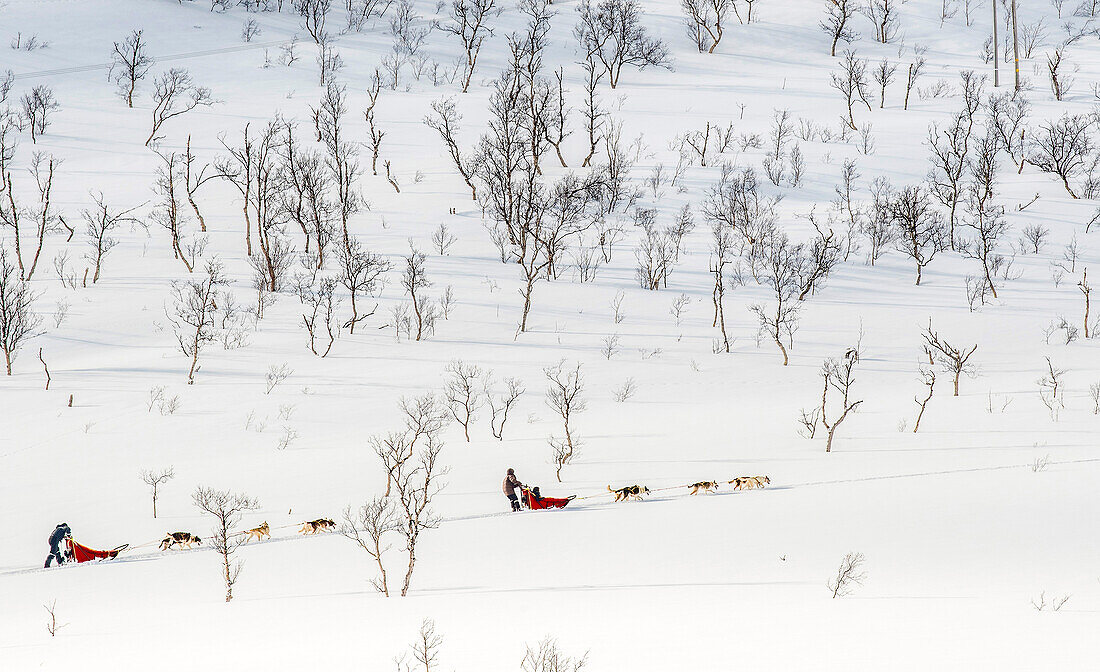 Norwegen,Stadt Tromso,Schlittenhunde