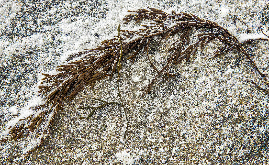 Norway,City of Tromso,Island of Senja,algae on the frozen fjord