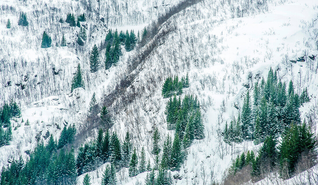 Norway,City of Tromso,Island of Senja,fir trees under the snow