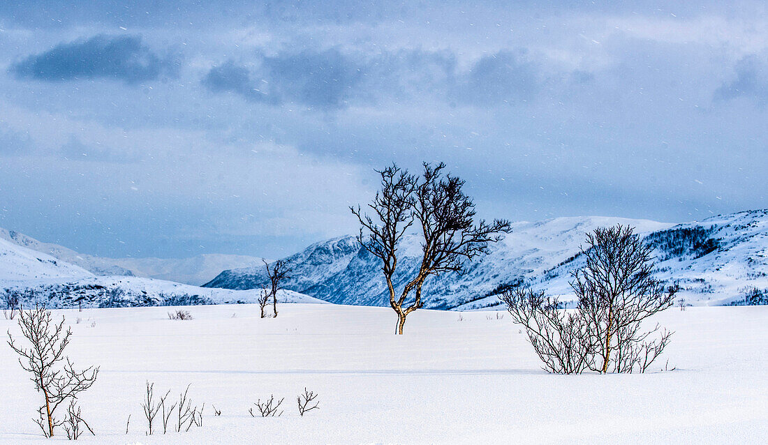 Norway,city of Tromso,Island of Senja,snowy landscape