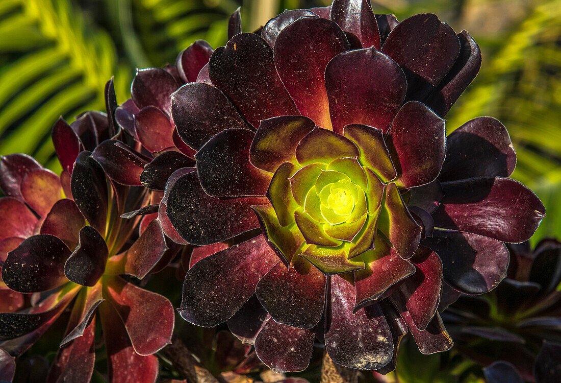 Spain,Canary Island,Lanzarote,Succulent plant