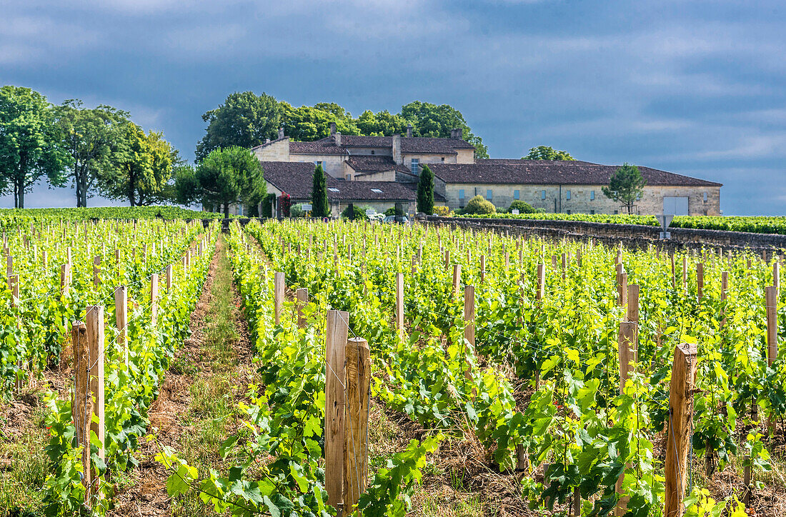 France,Gironde,Saint Emilion (UNESCO World Heritage Site),clos  Fourtet (1er grand cru classe of the St Emilion AOC)