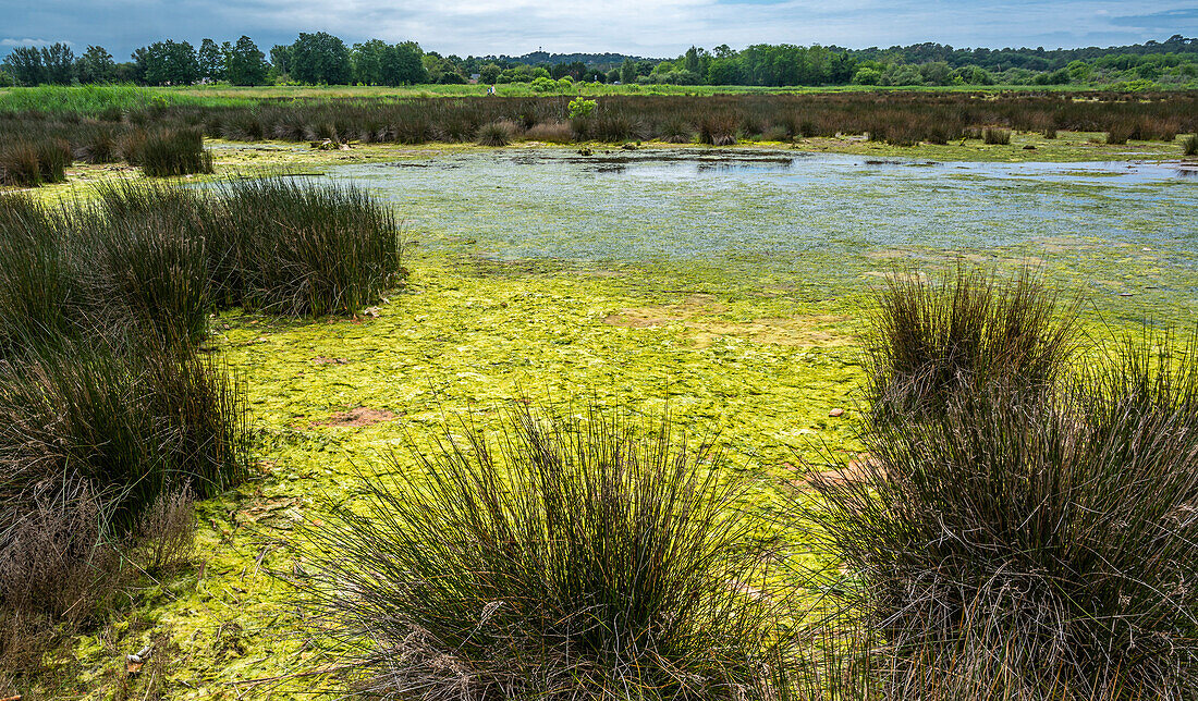 France,Arcachon bay (Bassin d'Arcachon),Western salt meadows at La Teste de Buch