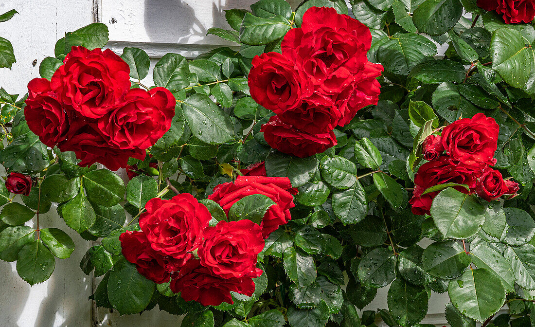 France,Arcachon Basin,red climbing rose flowers