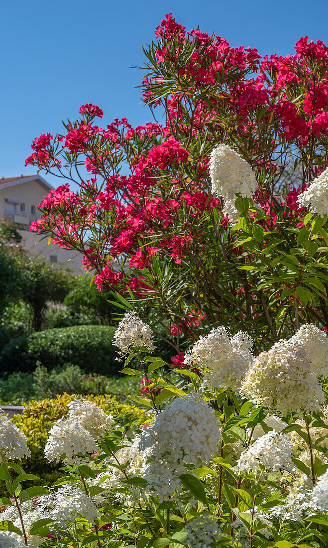 France,Oleander and hydrangea paniculata in bloom in a park