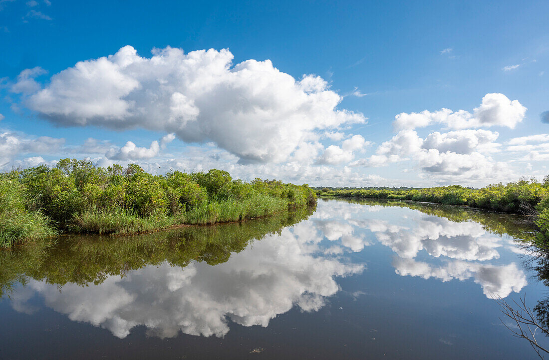 France,Gironde,Arcachon bay (Bassin d'Arcachon),water reservoir in the natural area of the Fleury plain,salt meadows at Teich