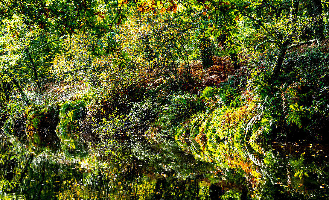 France,Gironde,Arcachon Bay (Bassin d'Arcachon),Gujan-Mestras,Cheneraie park in autumn,royal Osmondes ferns and oaks reflected in the Landes canal