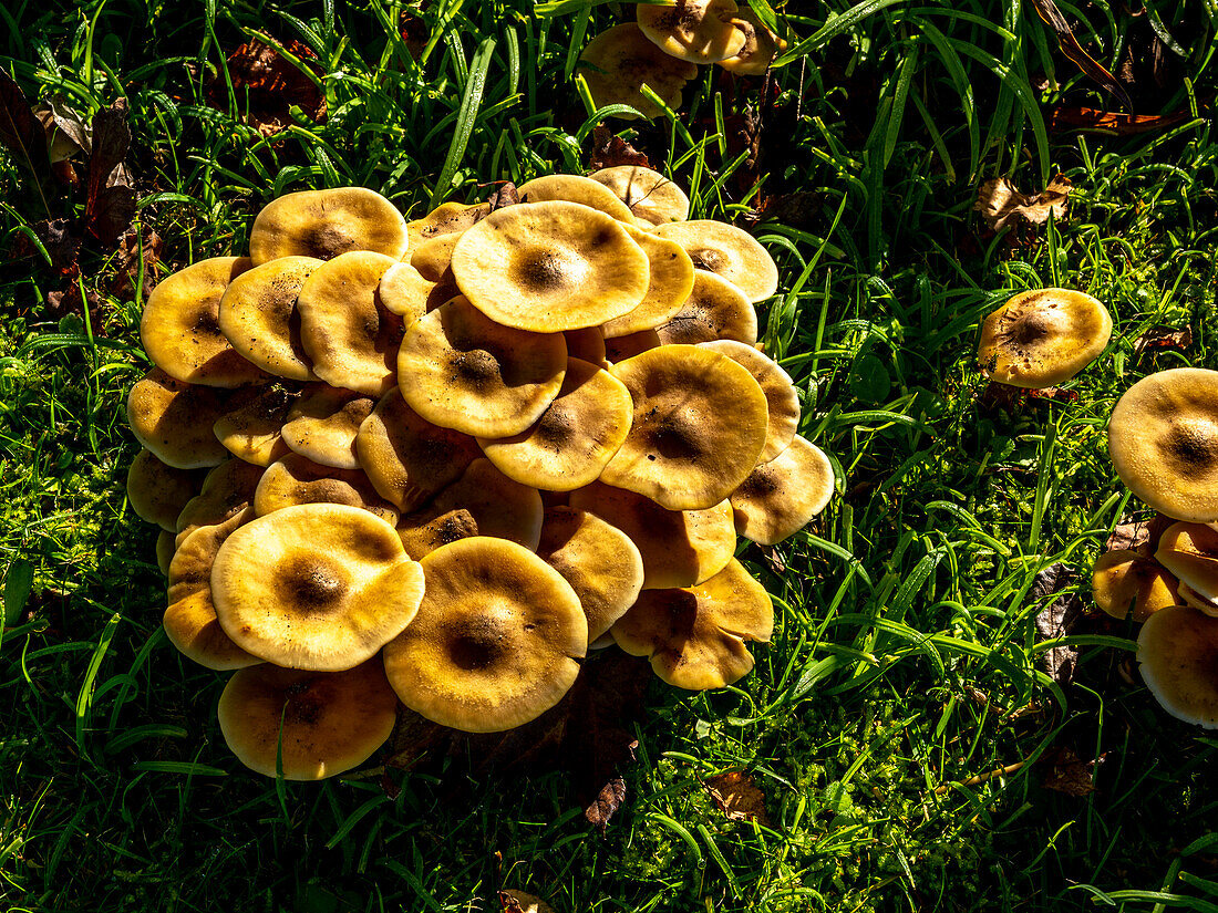 France,Gironde,Arcachon Bay (Bassin d'Arcachon),armillary fungi (rotten),fungal disease