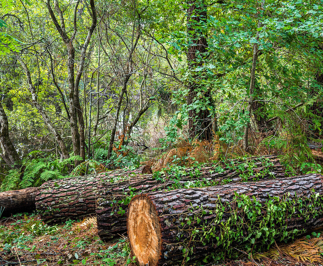 France,Gironde,Arcachon Basin,cut pine trunks in the natural area of the Cheneraie park in Gujan-Mestra