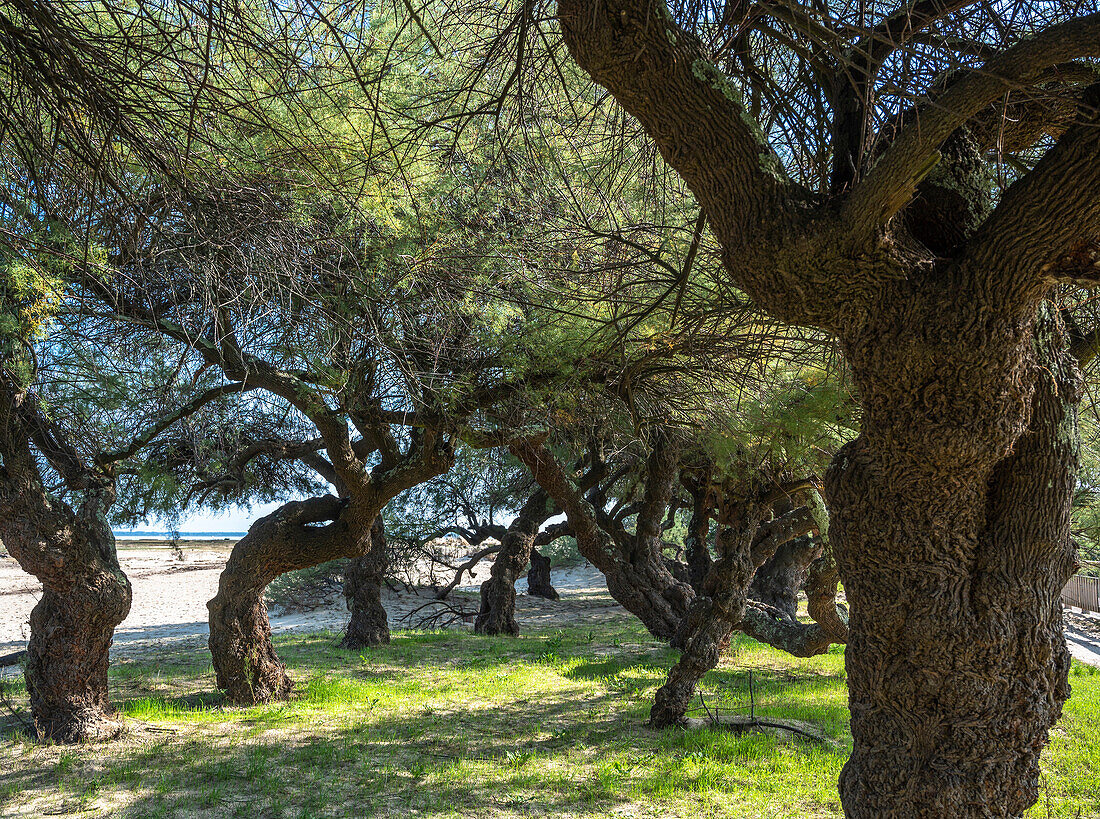 Frankreich,Gironde,Arcachon-Bucht (Bassin d'Arcachon),Tamariskenbäume entlang des Strandes von La Hume in Gujan-Mestras