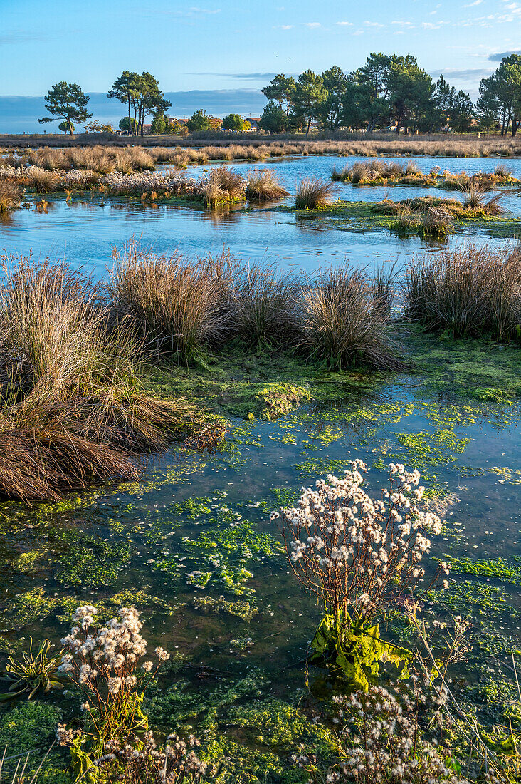 France,Gironde,Arcachon Bay (Bassin d'Arcachon),natural area of the salt meadows west of Teste-de-Buch,flooded area