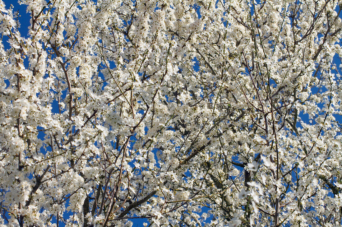 Nahaufnahme der Blüten eines Pflaumenbaums